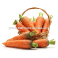 FRESH CARROT EXPORTER TOP QUALITY 270 USD/ TONS